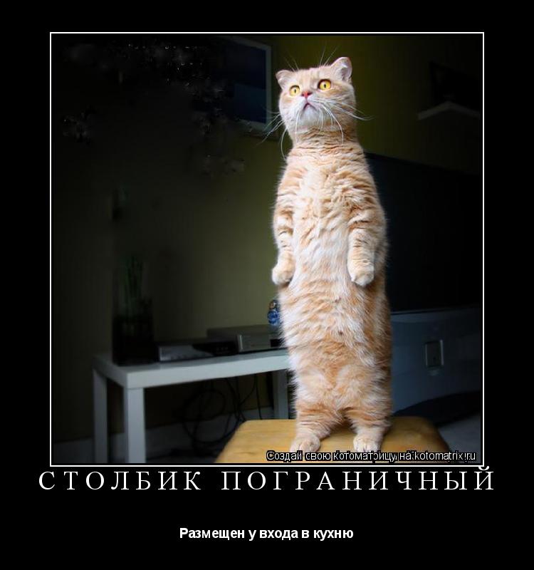 Котоматрица: Столбик пограничный Размещен у входа в кухню