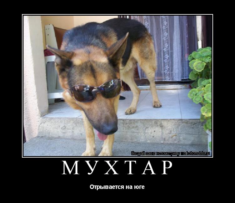 Котоматрица: Мухтар Отрывается на юге