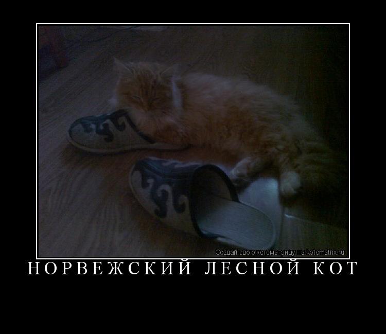 Котоматрица: Норвежский лесной кот 