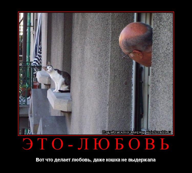 Котоматрица: Это-любовь Вот что делает любовь, даже кошка не выдержала