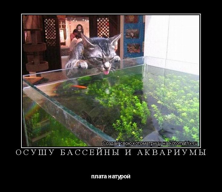 Котоматрица: осушу бассейны и аквариумы плата натурой