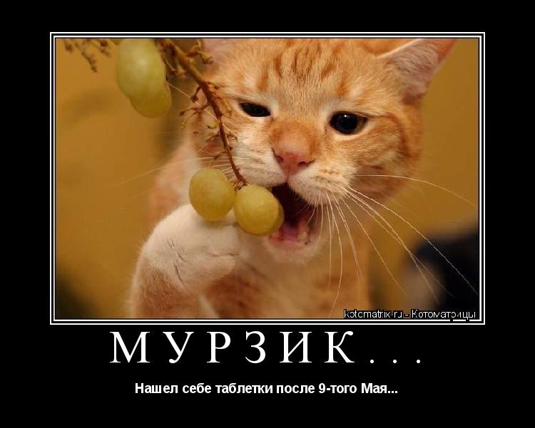 Котоматрица: Мурзик... Нашел себе таблетки после 9-того Мая...