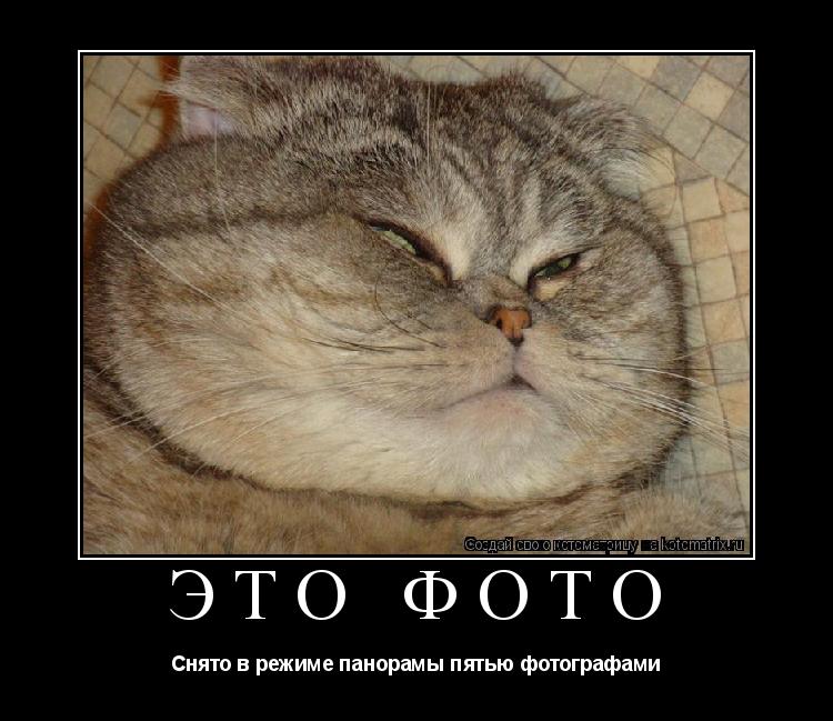 Котоматрица: Это фото Снято в режиме панорамы пятью фотографами