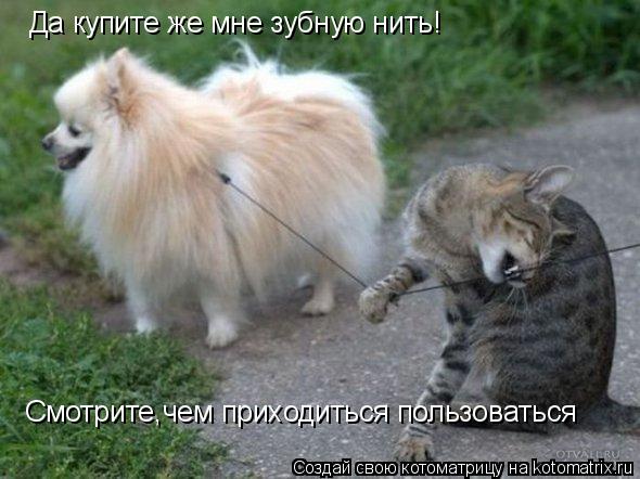 Котоматрица: Да купите же мне зубную нить! Смотрите,чем приходиться пользоваться