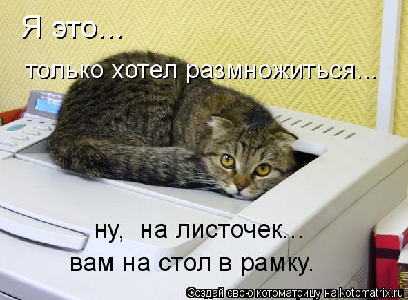 Котоматрица: Я это... только хотел размножиться... ну,  на листочек... вам на стол в рамку.