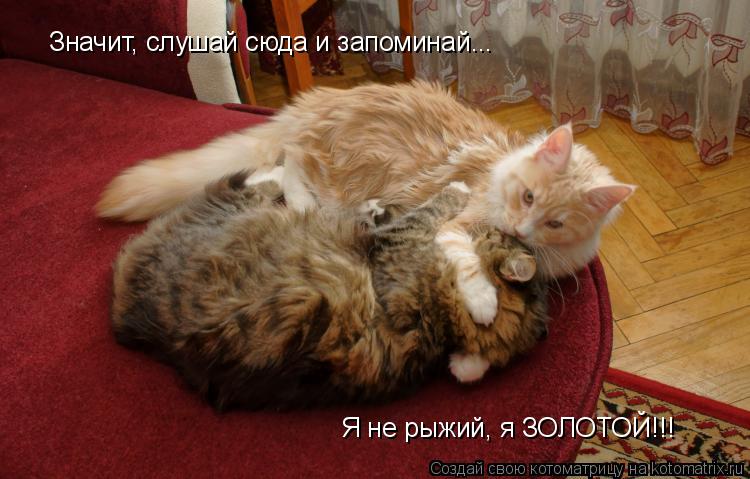 Котоматрица: Значит, слушай сюда и запоминай... Я не рыжий, я ЗОЛОТОЙ!!!