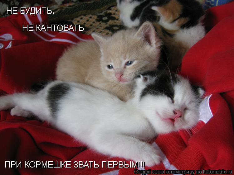 Котоматрица: НЕ БУДИТЬ НЕ КАНТОВАТЬ ПРИ КОРМЕШКЕ ЗВАТЬ ПЕРВЫМ!! ! ,