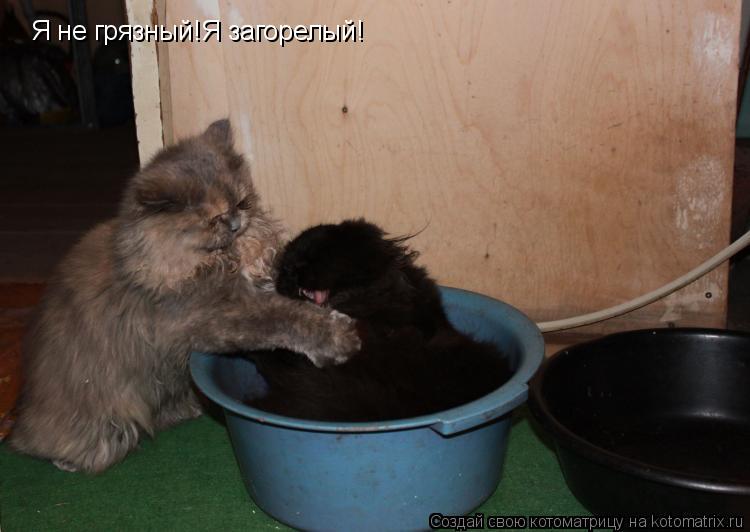 Котоматрица: Я не грязный!Я загорелый!