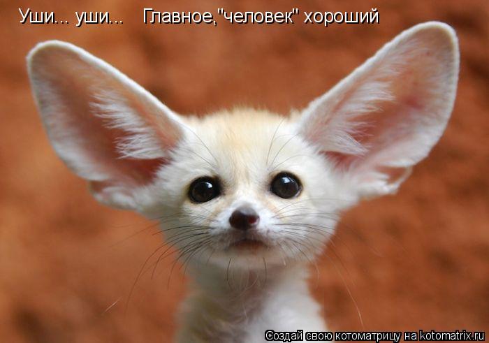 Котоматрица: Уши... уши... Главное,"человек" хороший