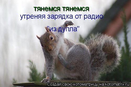 Котоматрица: тянемся тянемся утреняя зарядка от радио "из дупла"