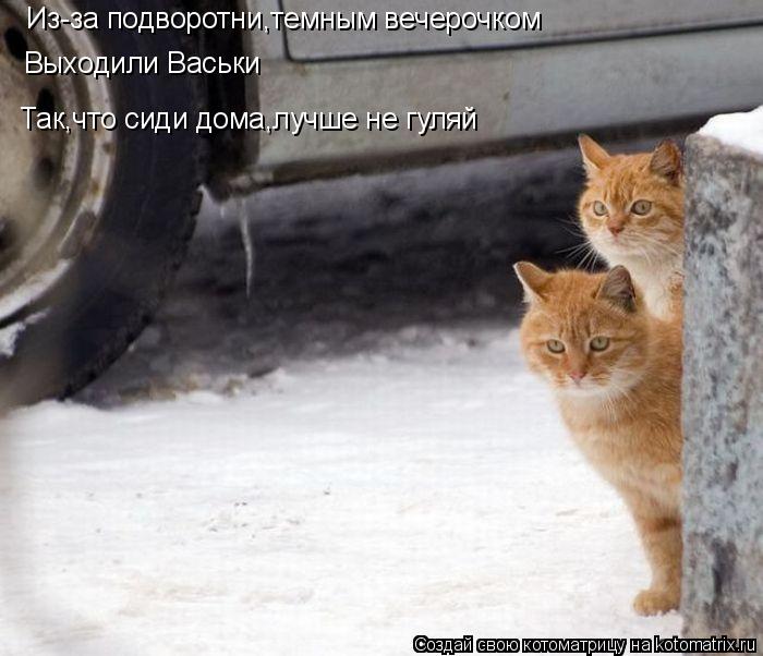 Котоматрица: Из-за подворотни,темным вечерочком Выходили Васьки Так,что сиди дома,лучше не гуляй