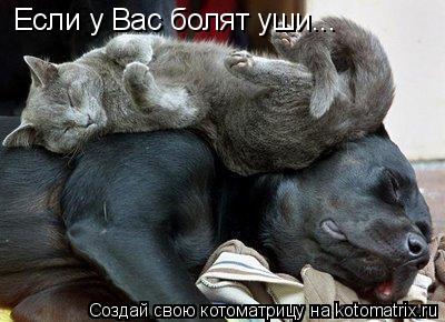 Котоматрица: Если у Вас болят уши...