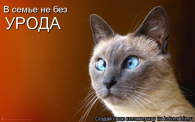 Котоматрица: В семье не без  УРОДА