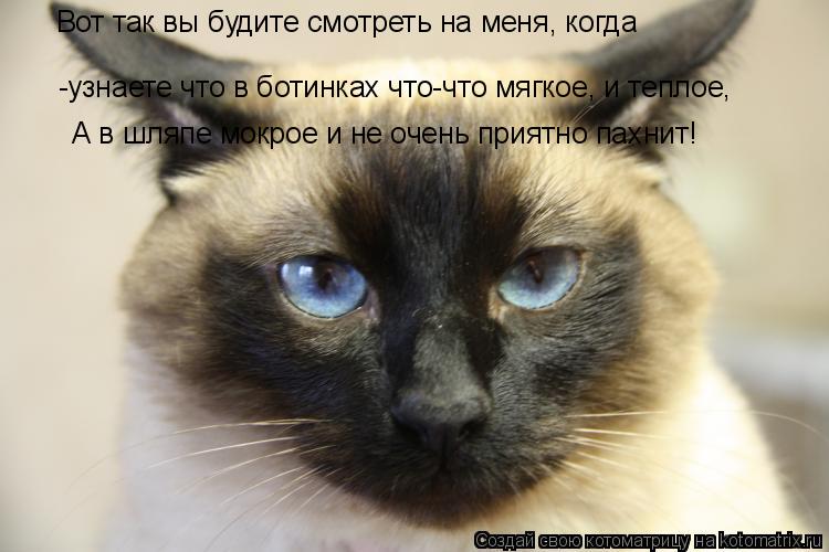 Котоматрица: -узнаете что в ботинках что-что мягкое, и теплое, -узнаете что в ботинках что-что мягкое, и теплое, Вот так вы будите смотреть на меня, когда А 