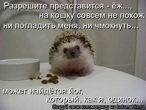 Разрешите представится - ёж..., на кошку совсем не похож ни погладить меня, ни чмокнуть... может найд... Котоматрица: Разрешите представится - ёж..., на кошку совсем не похож ни погладить меня, ни чмокнуть... может найдётся йог, который, как я, одинок...