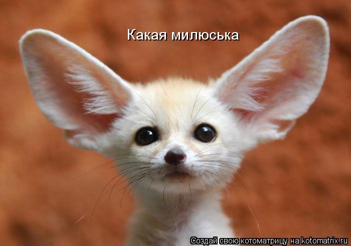 Котоматрица: Какая милюська