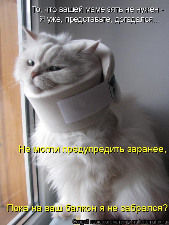 Котоматрица: То, что вашей маме зять не нужен -  Я уже, представьте, догадался... Не могли предупредить заранее,  Пока на ваш балкон я не забрался?
