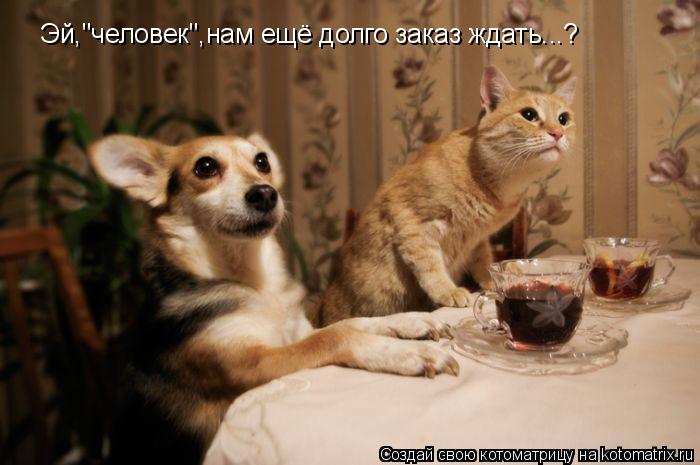 Котоматрица: Эй,"человек",нам ещё долго заказ ждать...?