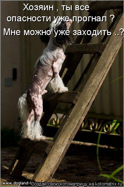 Котоматрица: Хозяин , ты все  опасности уже прогнал ? Мне можно уже заходить ..?