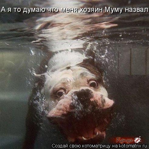 Котоматрица: А я то думаю что меня хозяин Муму назвал