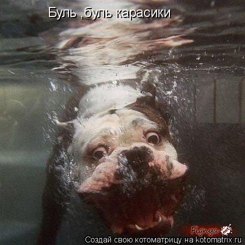 Котоматрица: Буль ,буль карасики