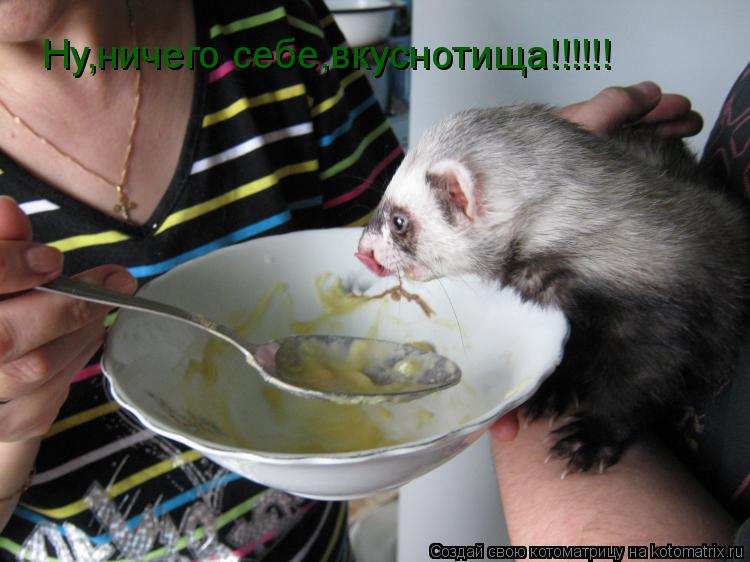 Котоматрица: Ну,ничего себе,вкуснотища!!!!!!