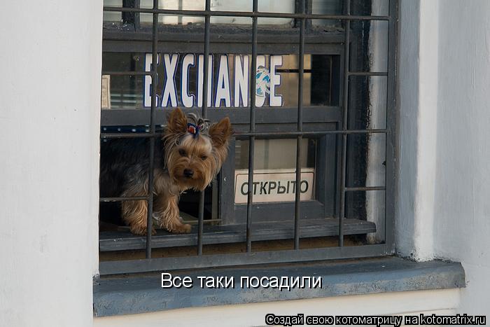 Котоматрица: Все таки посадили