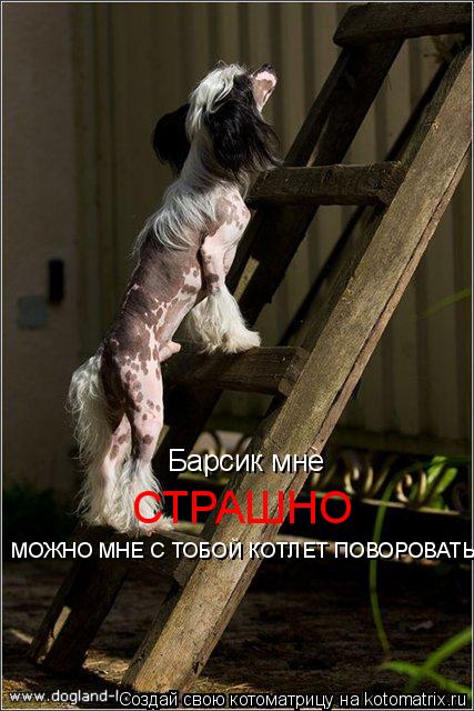 Котоматрица: Барсик мне  СТРАШНО МОЖНО МНЕ С ТОБОЙ КОТЛЕТ ПОВОРОВАТЬ