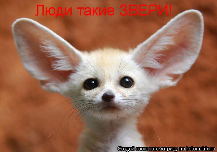 Котоматрица: Люди такие ЗВЕРИ!