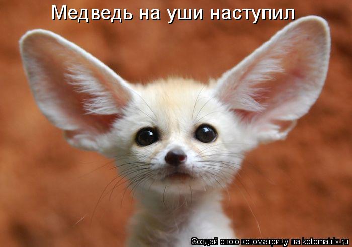Котоматрица: Медведь на уши наступил
