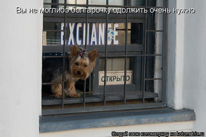 Котоматрица: Вы не моглибэ болгарочку одолжить очень нужно