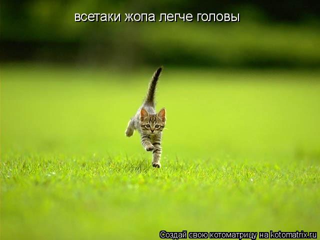 Котоматрица: всетаки жопа легче головы