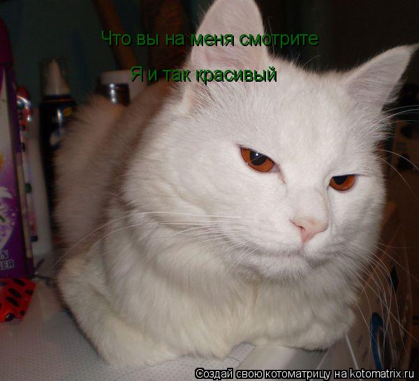Котоматрица: Что вы на меня смотрите  Я и так красивый