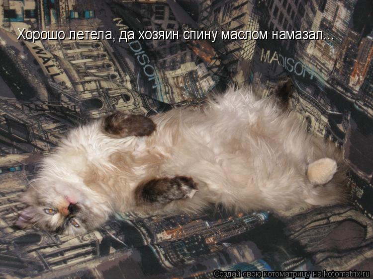 Котоматрица: Хорошо летела, да хозяин спину маслом намазал...