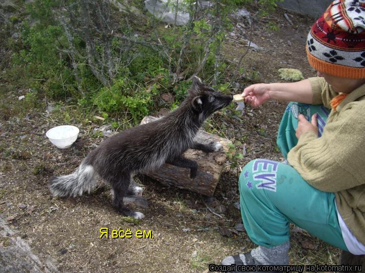 Котоматрица: Я всё ем.