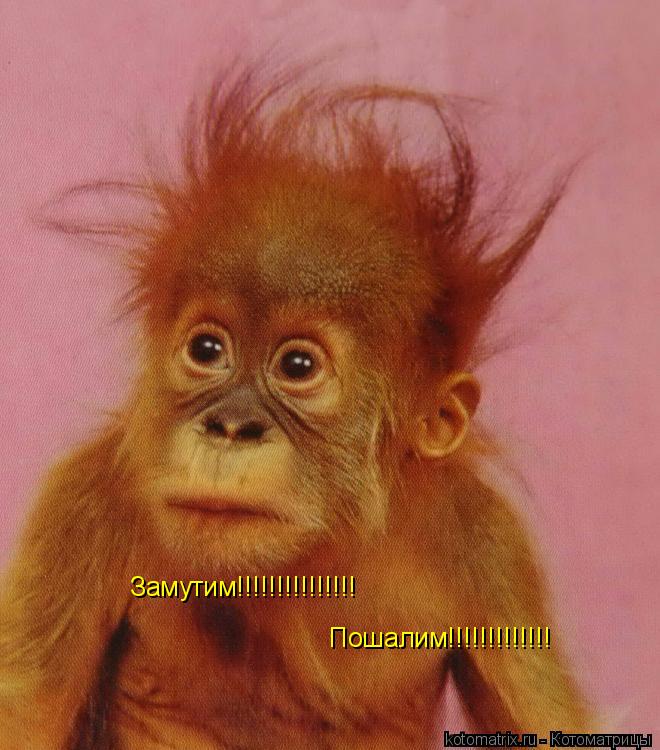 Котоматрица: Замутим!!!!!!!!!!!!!!! Пошалим!!!!!!!!!!!!!