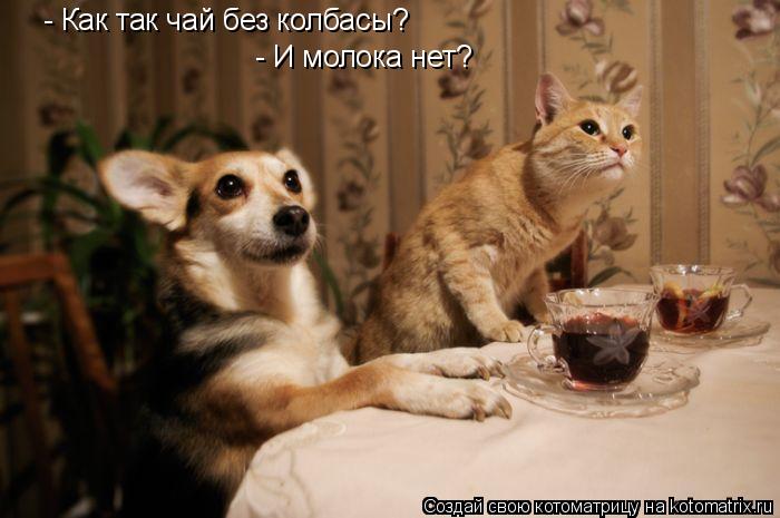 Котоматрица: - Как так чай без колбасы? - И молока нет?