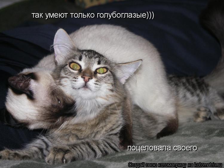 Котоматрица: так умеют только голубоглазые))) поцеловала своего