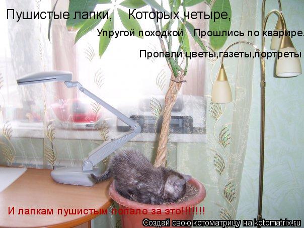 Котоматрица: Пушистые лапки,    Которых четыре,     Упругой походкой   Прошлись по кварире.   Пропали цветы,газеты,портреты И лапкам пушистым попало за это!!!