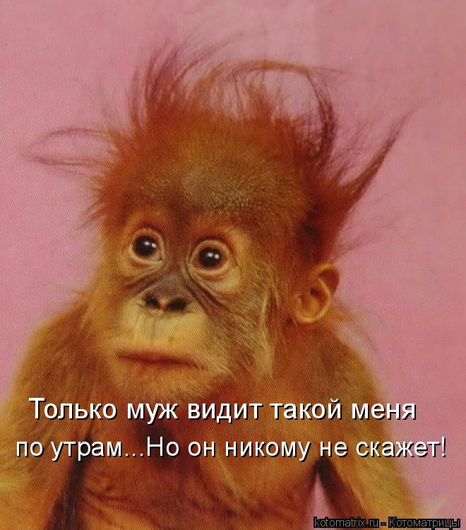Котоматрица: Только муж видит такой меня по утрам...Но он никому не скажет!