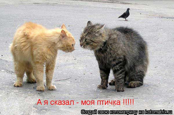 Котоматрица: А я сказал - моя птичка !!!!!