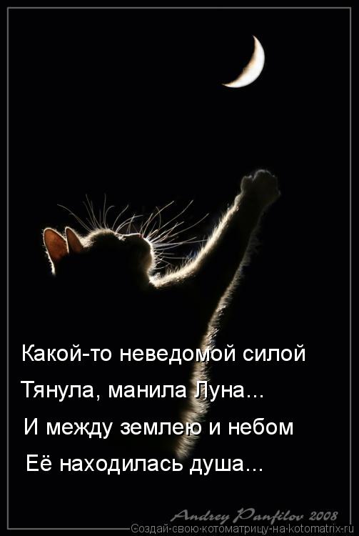 Какой-то неведомой силой Тянула, манила Луна... И между землею и небом Её находилась душа...... Котоматрица: Какой-то неведомой силой Тянула, манила Луна... И между землею и небом Её находилась душа...