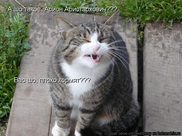 Котоматрица: А шо такое, Арион Аристархович??? Вас шо, плохо кормят???