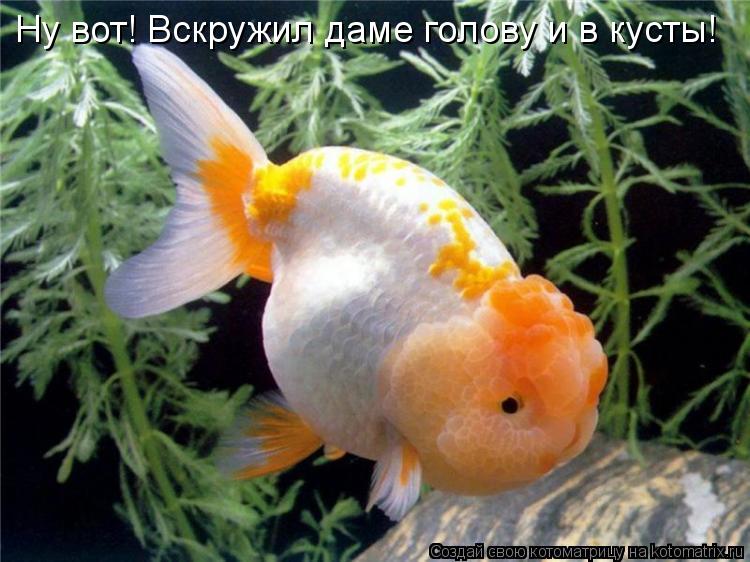 Котоматрица: Ну вот! Вскружил даме голову и в кусты!