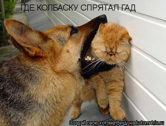 Котоматрица: ГДЕ КОЛБАСКУ СПРЯТАЛ ГАД