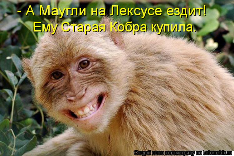 - А Маугли на Лексусе ездит! Ему Старая Кобра купила.... Котоматрица: - А Маугли на Лексусе ездит! Ему Старая Кобра купила.
