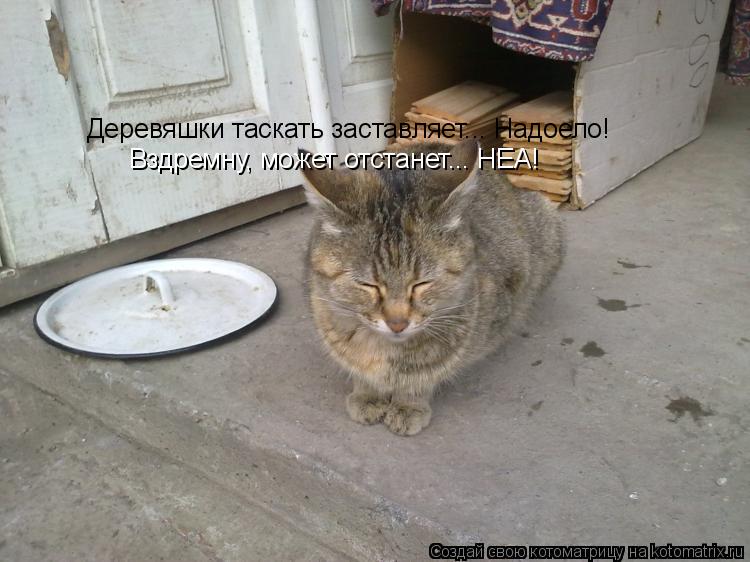 Котоматрица: Деревяшки таскать заставляет... Надоело! Вздремну, может отстанет... НЕА!