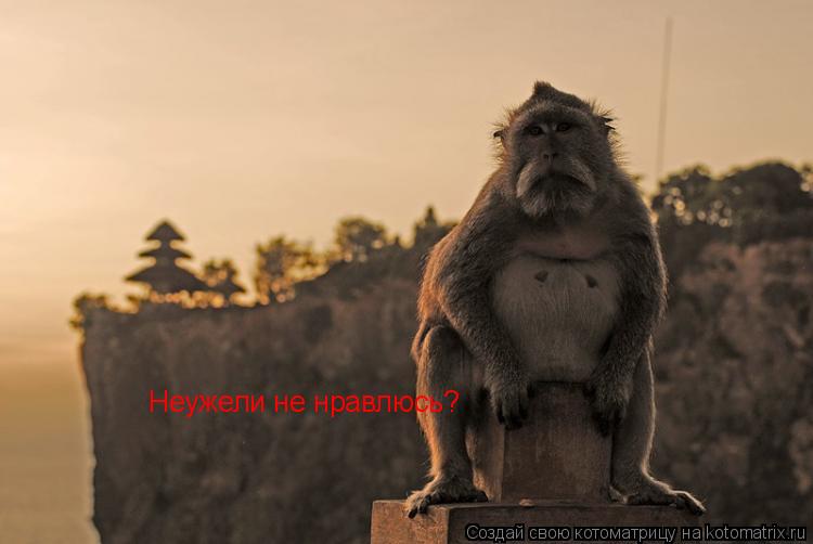 Котоматрица: Неужели не нравлюсь?