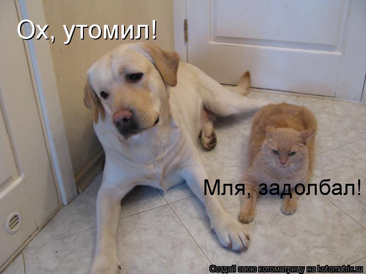 Котоматрица: Ох, утомил! Мля, задолбал!