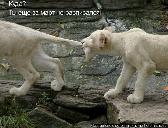 Котоматрица: Куда? Ты еще за март не расписался!